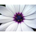 thumbnail image 2 of White Flower with Purple Wall Mural by Wallmonkeys Peel and Stick Graphic (48 in W x 36 in H) WM245050, 2 of 4