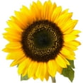 thumbnail image 3 of CafePress - Sunflower T Shirt - Infant T-Shirt, 3 of 4