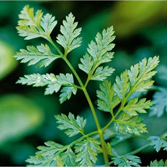 Chervil Great Garden Herb By Seed Kingdom Seeds