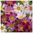 thumbnail image 4 of Everwilde Farms - 500 Sea Shells Cosmos Garden Flower Seeds - Gold Vault Jumbo Bulk Seed Packet, 4 of 5