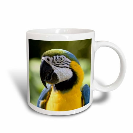 - 3dRose Parrot, Ceramic Mug, 11-ounce
