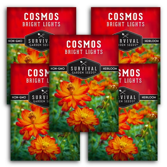Bright Lights Cosmos Seeds - 5 pack - Non-GMO Heirloom Full Sun Annual Flower