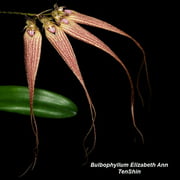 SOI5 Bulbophyllum Elizabeth Ann (Bulb. rothschildianum x Bulb. longissimum) Bare Root A252