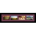 thumbnail image 2 of collage photo frame single mat with 4-4x6 openings and  black frame., 2 of 2