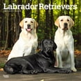 thumbnail image 1 of Labrador Retrievers 2026 Square Flap, 1 of 3