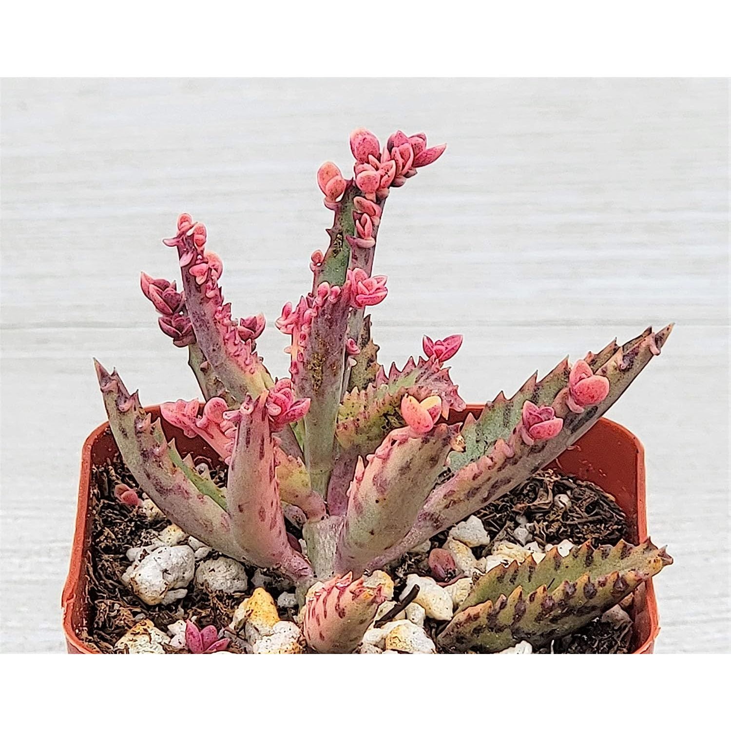 Mother of millions plant kalachoe delagoensis in 2 pot mother of
