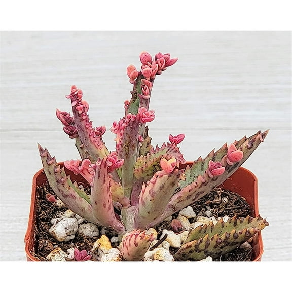 Mother of Millions Plant, Kalachoe Delagoensis in 2 "Pot (Mother of Thousands)-Live Plant by TYAPCS