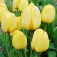 thumbnail image 2 of Golden Apeldoorn Darwin Hybrid Tulip Flower Bulbs - 6 Bulbs per Pack - Good as Cut Flowers - Naturalizing - Perennializing - Easy to Grow Live Plants - Outdoor Garden, 2 of 6