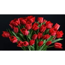 10 "Red Wedding Tulip Bulbs for Planting - Easy to Grow Perennial Tulip Flower Bulbs - Stunning Color (10 Bulbs)