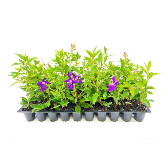 Tibouchina Dwarf Princess Flower I 40 Live Plants I Lepidotal Compact Size, Eye-Catching Purple Blooms, Heat-Tolerant, Ideal for Small Gardens and Containers