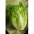 thumbnail image 2 of TomorrowSeeds - Kyoto No. 3 Chinese Napa Cabbage Seeds - 3000+ Count - For 2026 Planting USA Grown, 2 of 11