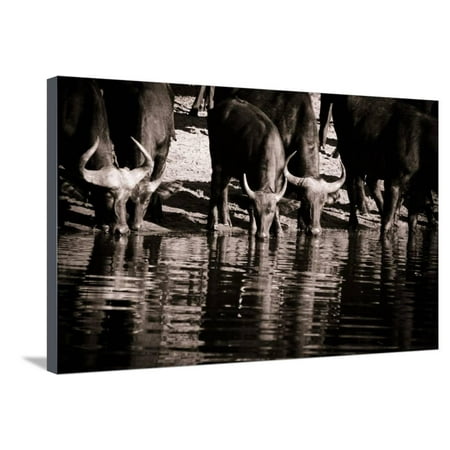 Cape Buffaloes Stretched Canvas Print Wall Art By Beth Wold