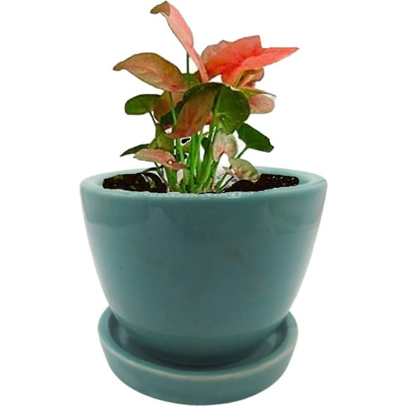 India Meets India Cup Plate Ceramic Flower Pot Planter Indoor Outdoor Planter 3 Inch Handicraft by Awarded Indian Artisan (Green)