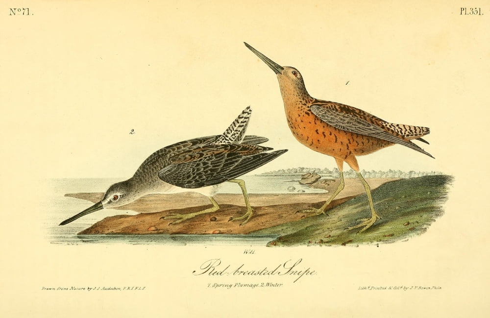 Birds Of America 18