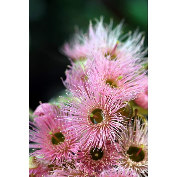 50 RED FLOWERING EUCALYPTUS Sideroxylon Mugga Ironbark Tree Seeds