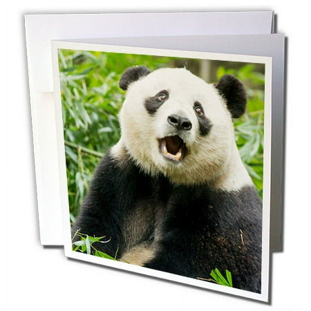3dRose Sichuan Province, Chengdu, Giant Panda Bear eating bamboo. - Greeting Card, 6 by 6-inch