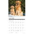 thumbnail image 3 of Goldens 2026 12 X 12 Wall Calendar, (Hardcover), 3 of 5