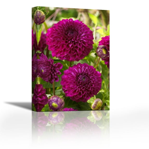 Dahlia boom boom purple variety flowers - Contemporary Fine Art Giclee on Canvas Gallery Wrap - wall d?cor - Art painting - 18 x 27 Inch - Ready to Hang