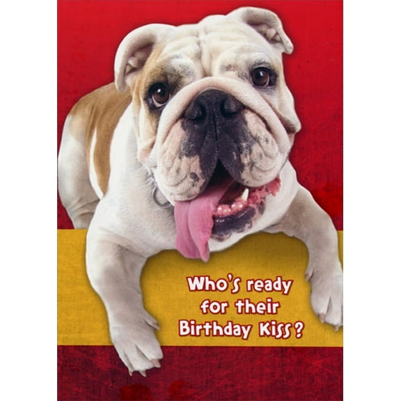 Designer Greetings Bulldog Ready for Birthday Kiss Funny : Humorous Dog Birthday Card