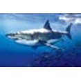 thumbnail image 3 of Laminated Great White Shark Poster Print 24x36, 3 of 5