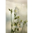 thumbnail image 2 of Deiter, Lori 22x32 Black Ornate Wood Framed with Double Matting Museum Art Print Titled - White Wildflowers II, 2 of 4