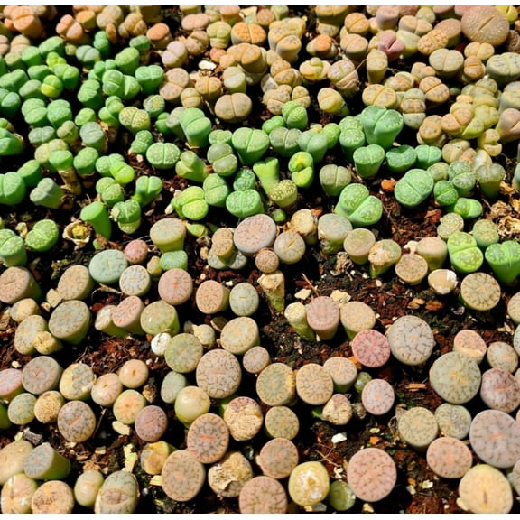 20 Pack Assorted Lithops Live Plants Bonsai Living Stones Flower Succulent Cactus Plants, Pebble Lithops Pseudotruncatella Seedling 0.4-0.6 Inch Tall