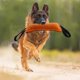 thumbnail image 1 of 1 juguete naranja para morder perros, perfecto para entrenamiento de cachorros y para perros medianos a grandes, juguete para tirar firmemente cosido, 1 of 4