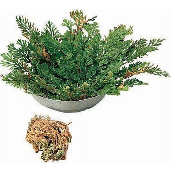 Resurrection PlantTM