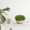 thumbnail image 3 of 12” Boxwood Preserved Plant in Oval Planter by Nearly Natural, 3 of 3