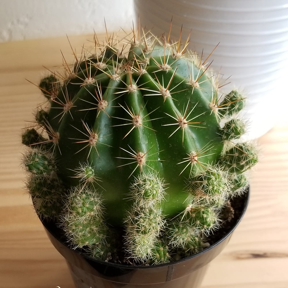 Element 3.5IN Live Cacti Plants Assorted Varieties