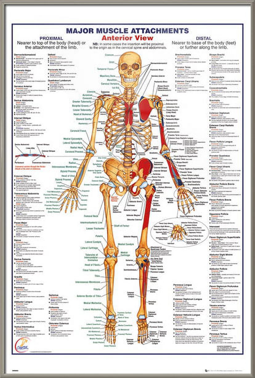 The Human Body - Framed Medical / Educational Poster (Major Muscle ...