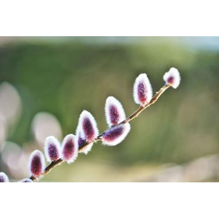 Purple Pussy Willow Tree Cuttings to Grow - One of The Most Rare Catskin Willow Trees (2 Cuttings)