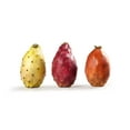 thumbnail image 5 of 10 Seeds Orange PRICKLY PEAR CACTUS Indian Fig Opuntia Ficus-Indica Fruit Flower Seeds, 5 of 11
