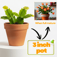thumbnail image 5 of Rare Orange Christmas Cactus Plants Live 3 Inch Pot, Rare Cactus Christmas Pot, Full Rooted, Ready for Indoor Planting, 5 of 5