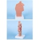 thumbnail image 4 of Modelo de anatomía de la cabeza YONGSHENG Modelo nasofaríngeo, 4 of 5