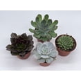 thumbnail image 6 of Echeveria Succulent Assortment, 3 inch Potted Live Variety Set, 6 of 9