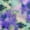 Medium Blue, variant on oneOone Polyester Spandex Light Green Fabric Asian Tie & Dye Diy Clothing Quilting Fabric Print Fabric By Yard 56 Inch Wide