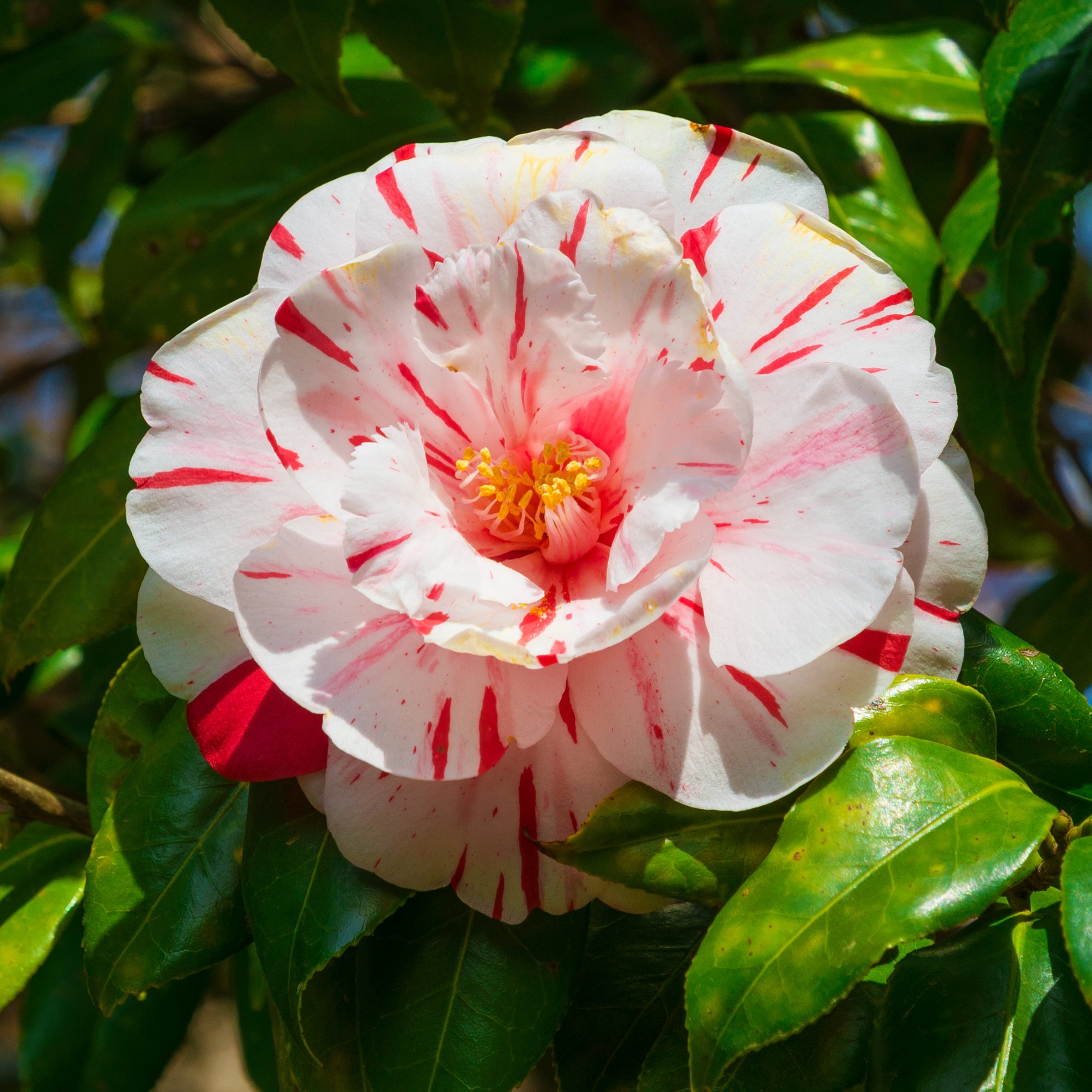 National Plant Network 1 gal. Camellia Japonica Tricolor Shrub