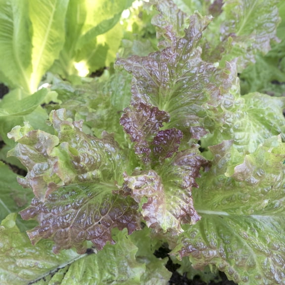 Valerie Leaf Lettuce Seeds - 1 g Packet ~850 Seeds - Non-GMO, Heirloom - Vegetable Garden - Lactuca Sativa