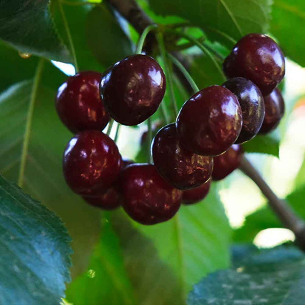 Expert Gardener 3-4 ft tall Black Pearl Fruiting Cherry Live Tree in 7-Gallon Grower Pot