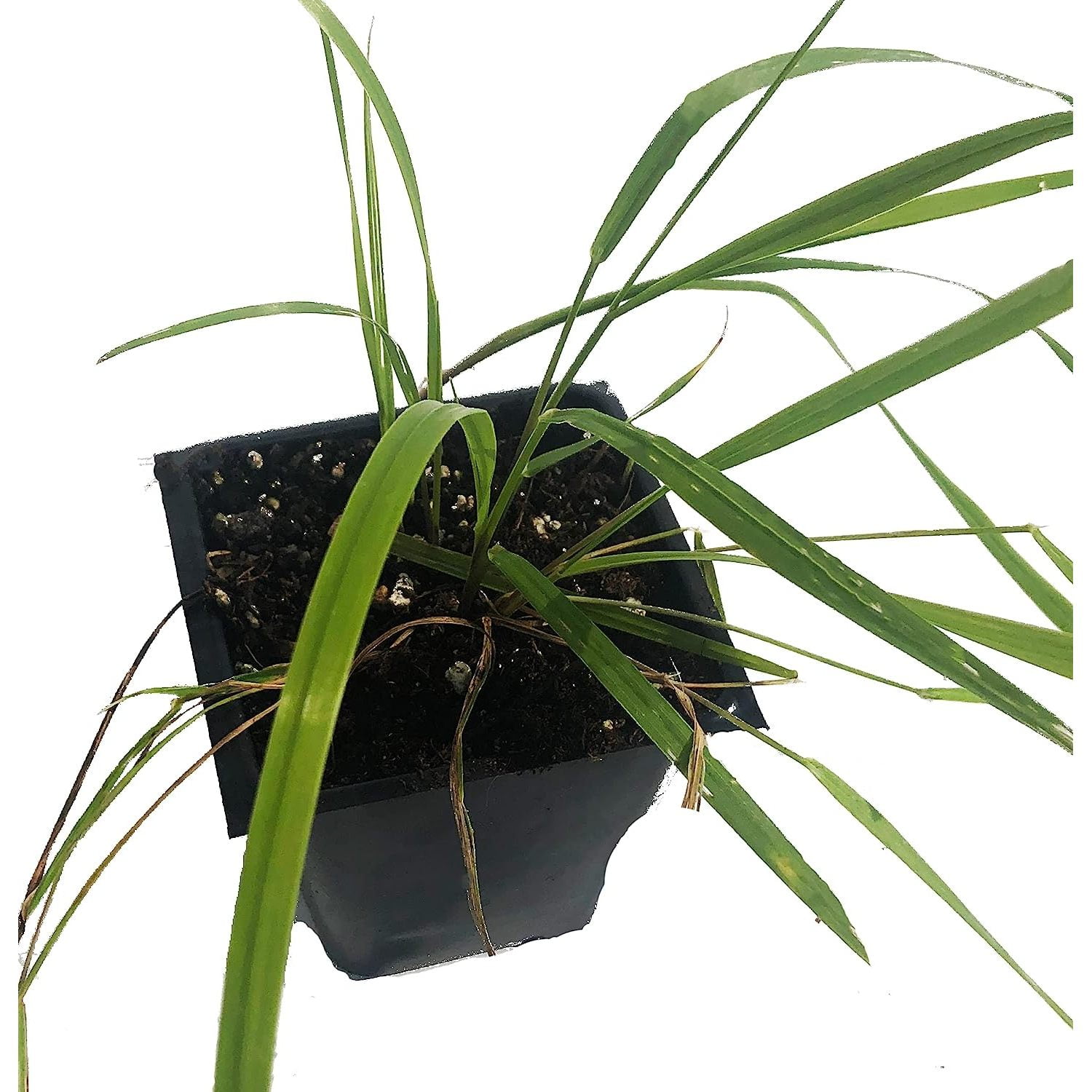 Sweetgrass Plant, (Hierochloe odorata) 2.5 inch Pot