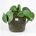 thumbnail image 3 of Concept Casa Small 5" Solid Print Hanging Planter with Handmade Waxed Canvas (Forest Green), 3 of 6