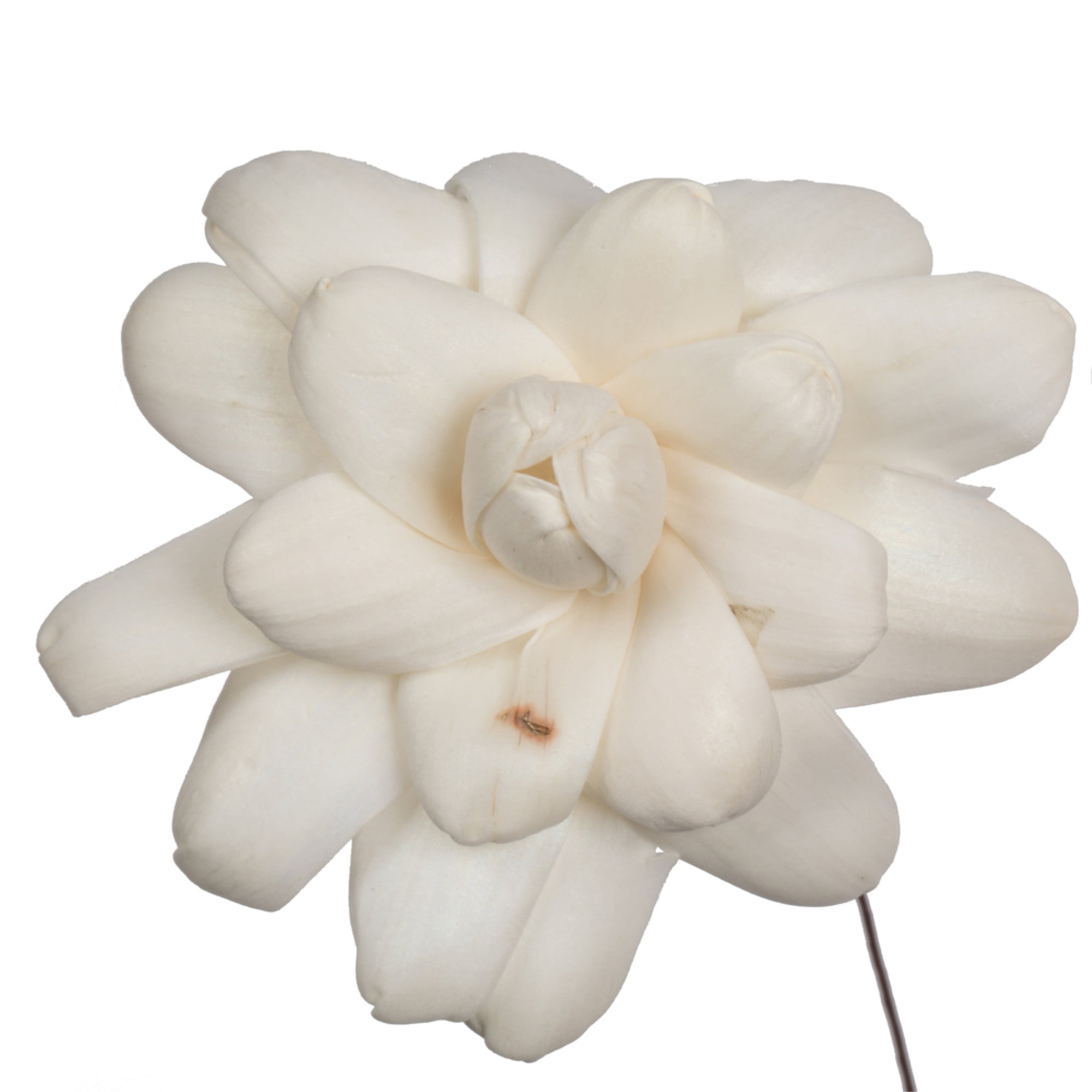 Vickerman 686263 - 4" Eleanor Sola Flower 12" Stem 12/bg (H7SFS008) Dried and Preserved Flowers