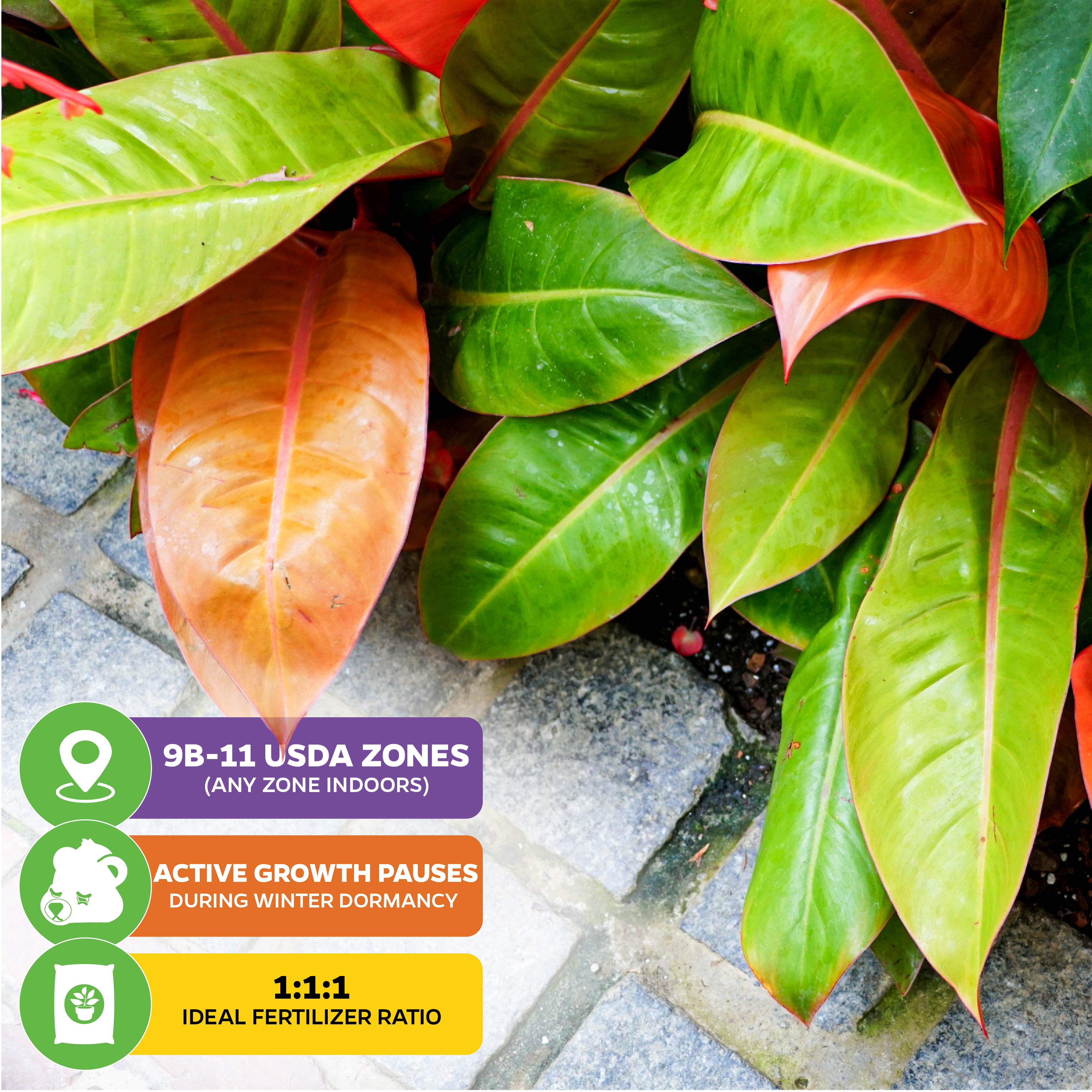 (2-Pack) Philodendron Prince of Orange - Philodendron by Wellspring Gardens - Vibrant, Easy Care Indoor - Outdoor Plant with Dynamic Color - Changing Foliage - Plant Enthusiast - Garden Plants