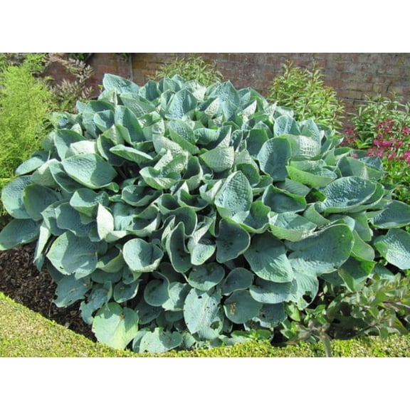 Daylily Nursery Blue Hosta Big Daddy (5 Count), Drought Tolerant
