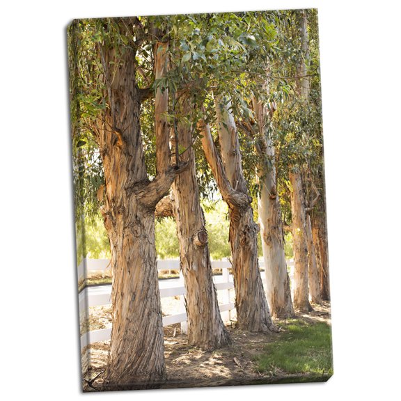 Gango Home Decor Eucalyptus Trees by Karyn Millet (Ready to Hang); One 24x36in Hand-Stretched Canvas