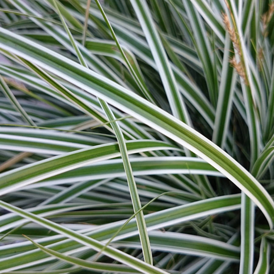 Southern Living EverColor Everest Carex 'Sedge' Live Perennial Ornamental Grass in 2.5-Quart Grower Pot