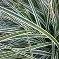thumbnail image 3 of Southern Living EverColor Everest Carex 'Sedge' Live Perennial Ornamental Grass in 2.5-Quart Grower Pot, 3 of 7