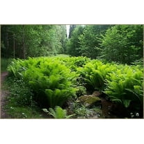 Hardy Ostrich Fern - Matteuccia struthiopteris - Up to 8 Feet Tall! - 4" Pot