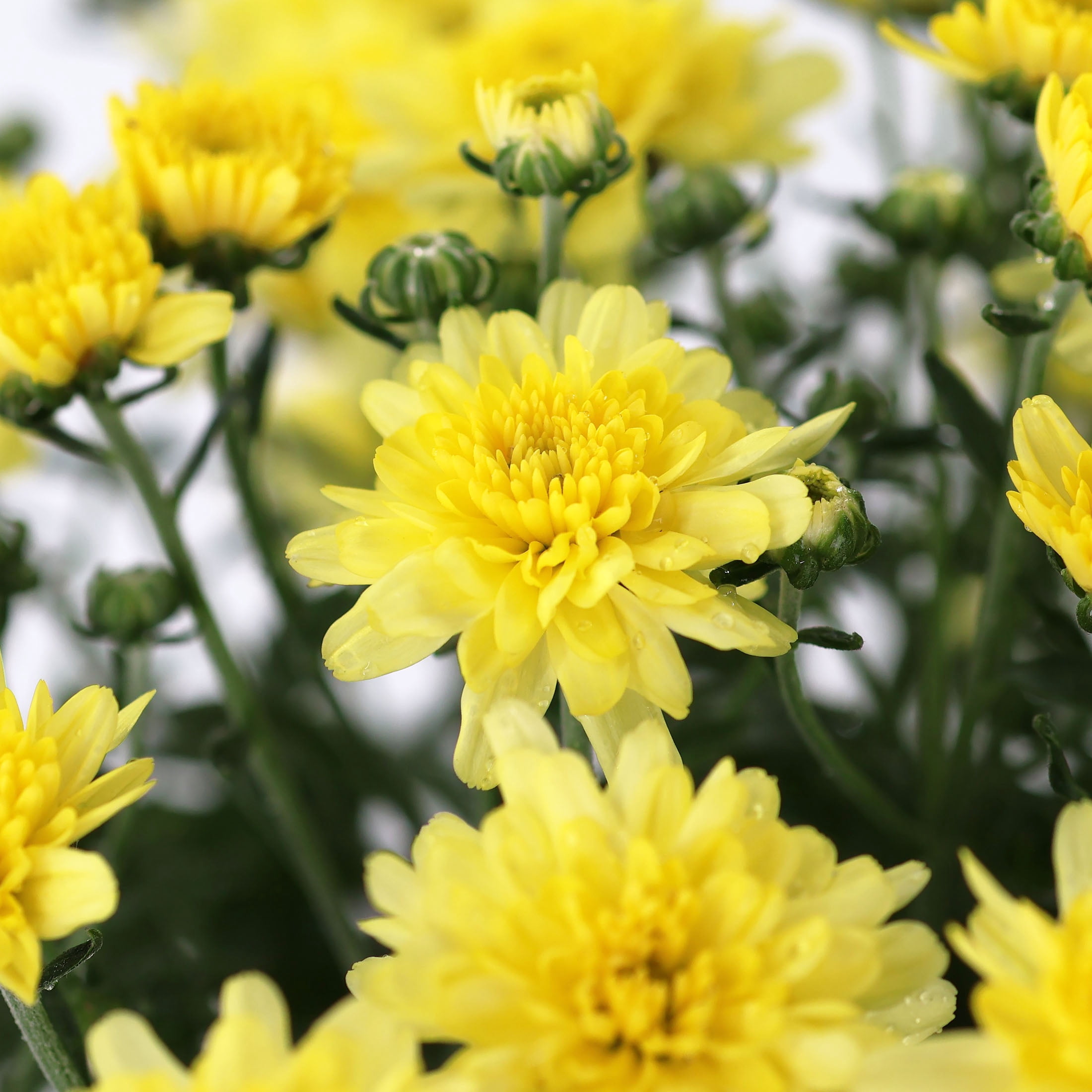 Expert Gardener 8" Yellow Mum Live Plants in 4" Grower Pot Full Sun
